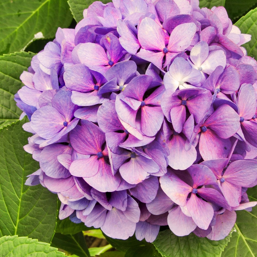 Meet your Posher, Thierry